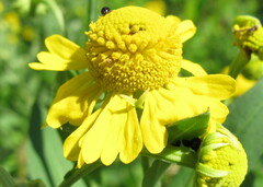 Helenium autumnale
