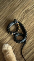 Erythrolamprus epinephalus pseudocobella