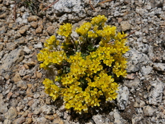 Draba lemmonii