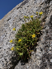 Ivesia lycopodioides
