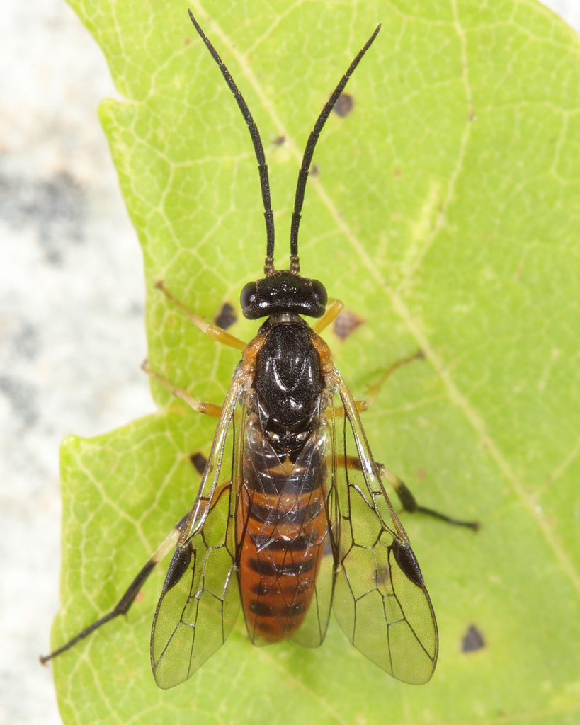 Nematus corylus