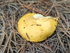 Suillus kaibabensis