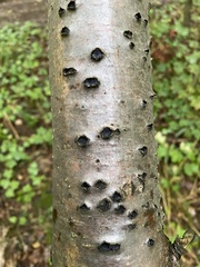 Biscogniauxia marginata