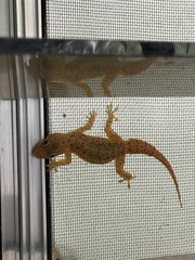 Hemidactylus