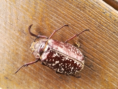Polyphylla laticollis laticollis