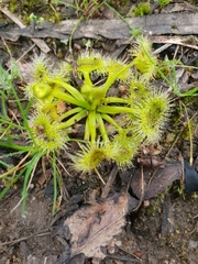 Drosera hookeri