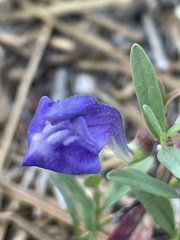Scutellaria siphocampyloides