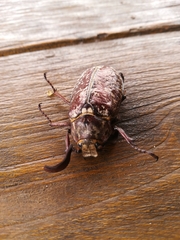 Polyphylla laticollis laticollis