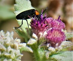 Nemognatha nemorensis