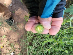 Grindelia nuda aphanactis