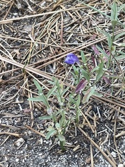Scutellaria siphocampyloides