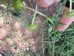 Grindelia nuda aphanactis