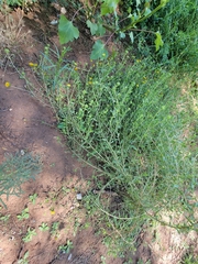 Grindelia nuda aphanactis