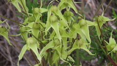 Gilliesia cuspidata