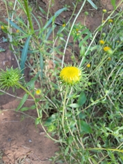 Grindelia nuda aphanactis