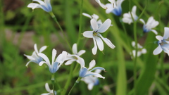 Tecophilaea violiflora