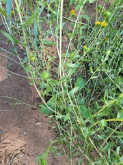 Grindelia nuda aphanactis