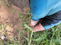 Grindelia nuda aphanactis