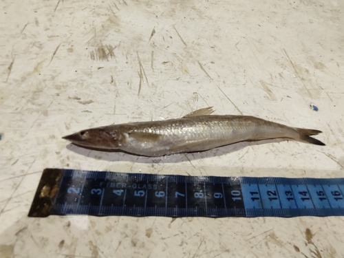Lance lizardfish (Synodus scituliceps) — Synodontidae — 5