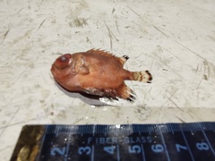 Pristigenys serrula