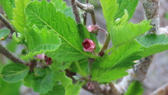 Bridgesia incisifolia