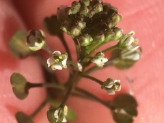 Lepidium