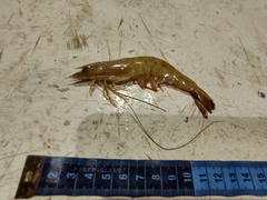Penaeus californiensis