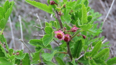 Bridgesia incisifolia