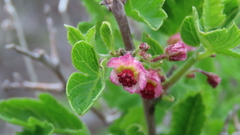 Bridgesia incisifolia