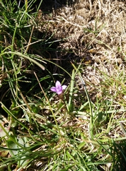 Gentianella columnae