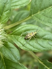 Taedia marmorata
