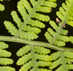 Macrothelypteris