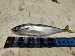 Oligoplites refulgens