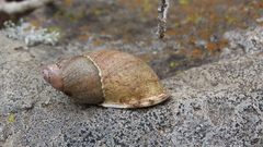 Chiliborus chilensis