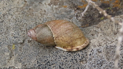 Chiliborus chilensis