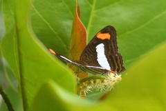 Adelpha iphiclus iphiclus