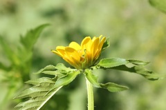 Bidens amplissima