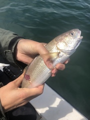 Genyonemus lineatus