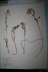 Ornithogalum narbonense