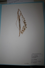 Ornithogalum narbonense