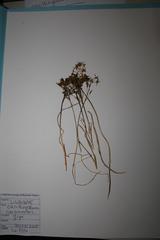 Ornithogalum narbonense