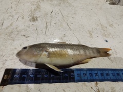 Diplectrum pacificum