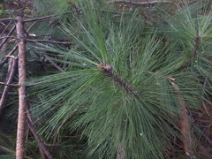 Pinus tecunumanii