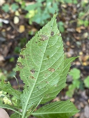 Puccinia komarovii