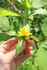 Bidens amplissima