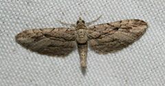 Eupithecia phoeniceata