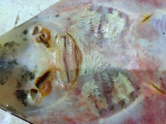 Pseudobatos glaucostigma