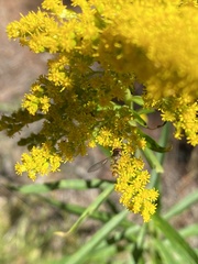 Meliscaeva cinctella image