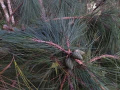 Pinus tecunumanii