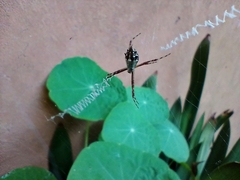 Argiope argentata
